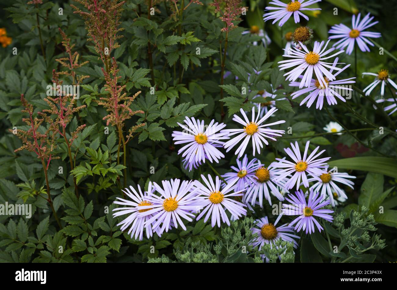Schöne blaue Blumen im Garten. Kamille 'Deutsch' blau. Stockfoto