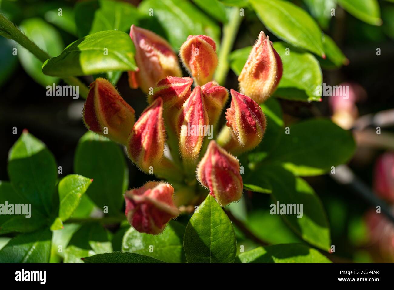 Blütenknospen von Rhododendron Ghent Bouquet de Flore Stockfoto