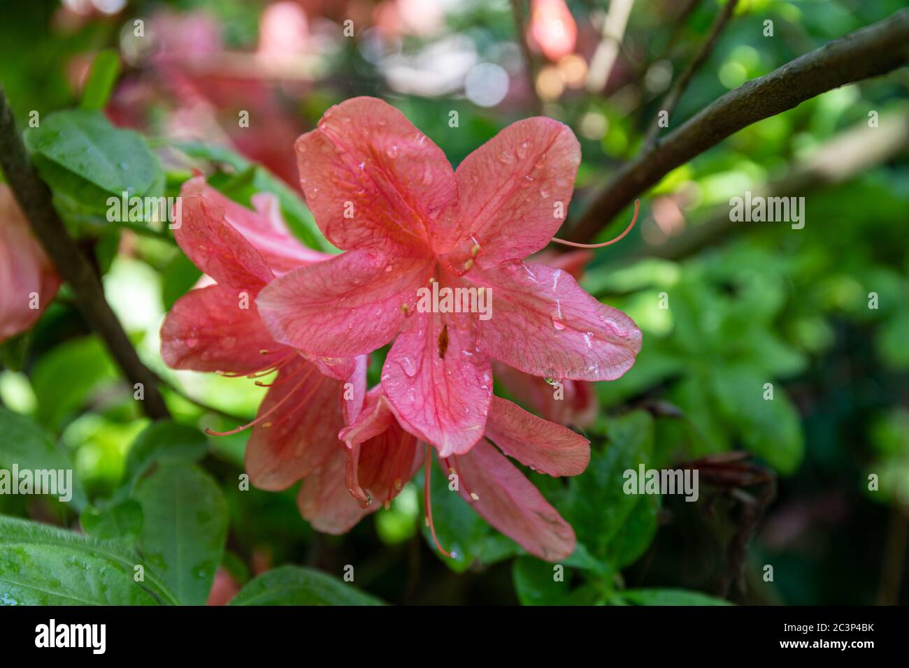 Rosafarbene Blüten von Rhododendron japonicum nach Regen Stockfoto