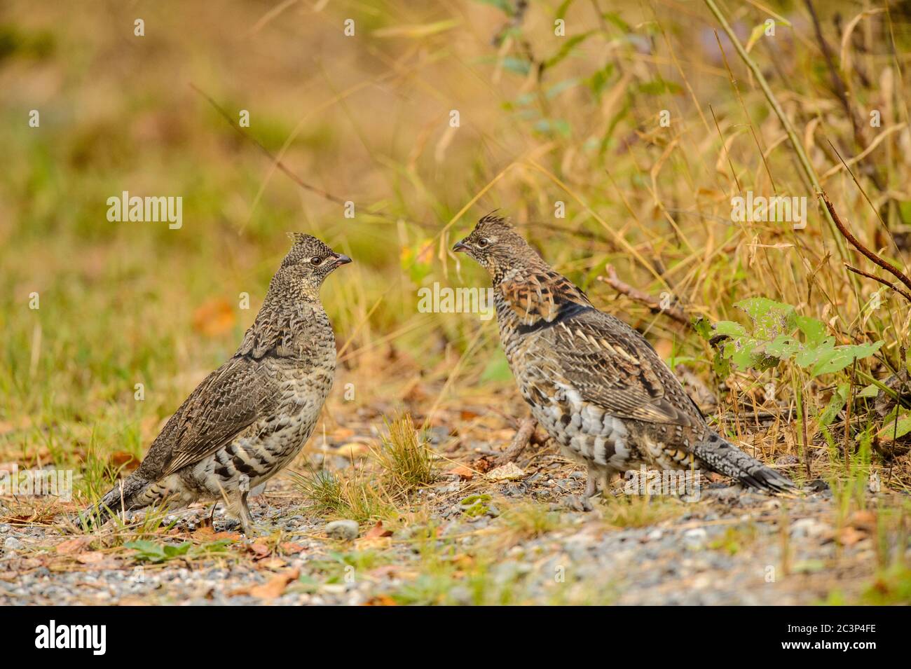 Ruffhuhn (Bonasa umbellus) zwei Individuen, die sich im Frühherbst gegenüberstehen, Greater Sudbury, Ontario, Kanada Stockfoto