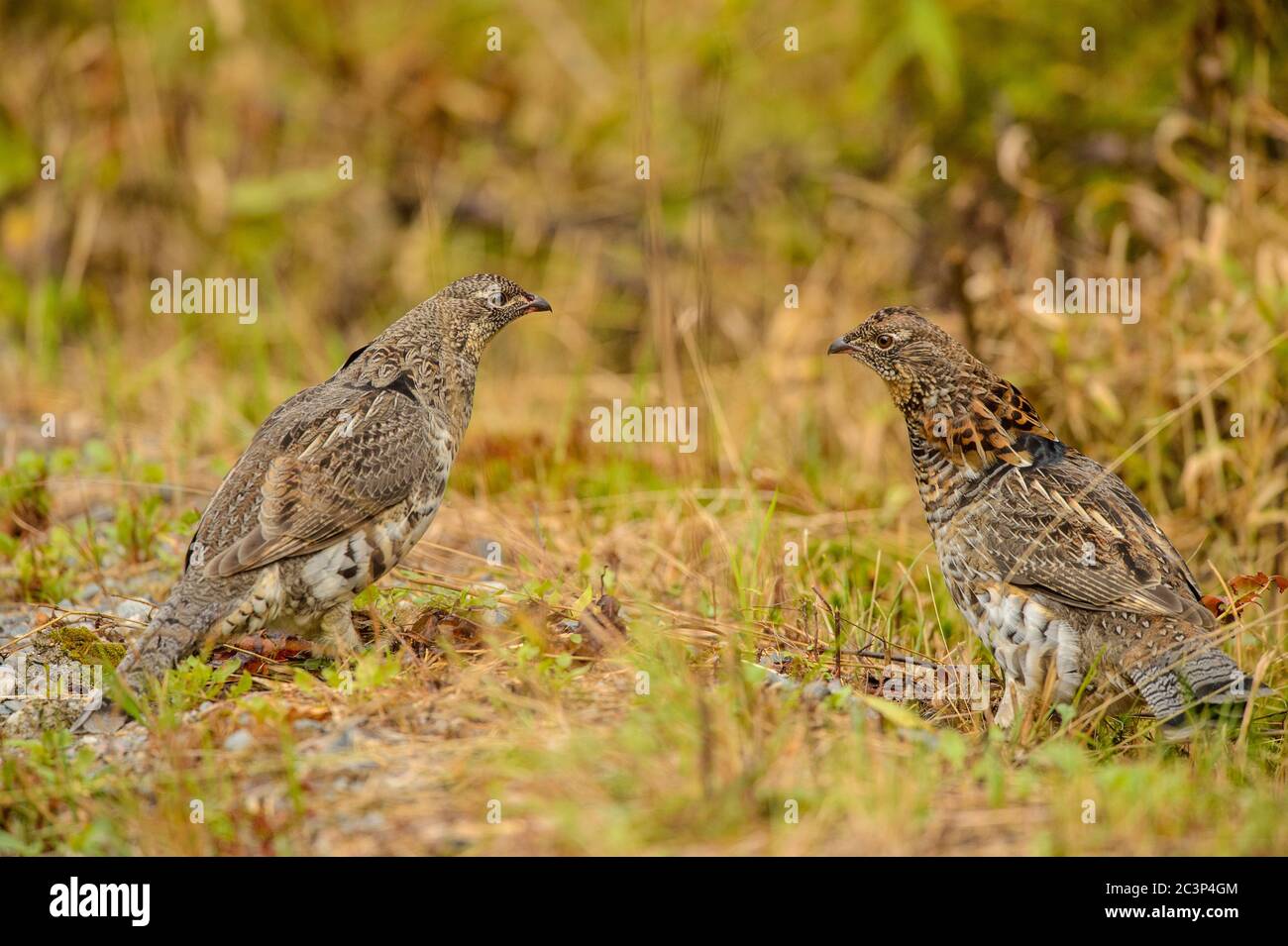 Ruffhuhn (Bonasa umbellus) zwei Individuen, die sich im Frühherbst gegenüberstehen, Greater Sudbury, Ontario, Kanada Stockfoto