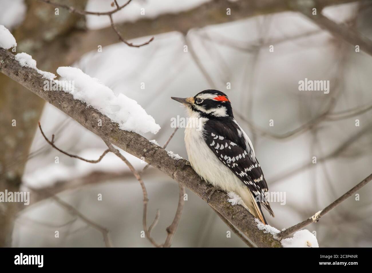 Haarspecht (Picoides villosus), Greater Sudbury, Ontario, Kanada Stockfoto