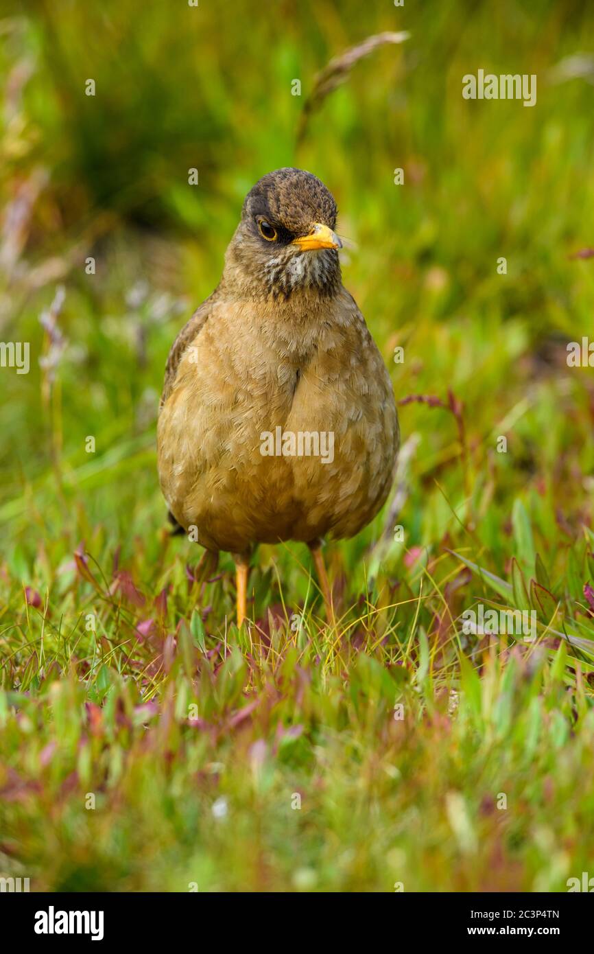 Falklanddrossel (Turdus falcklandii), Carcass Island, West Falkland, Falklandinseln Stockfoto