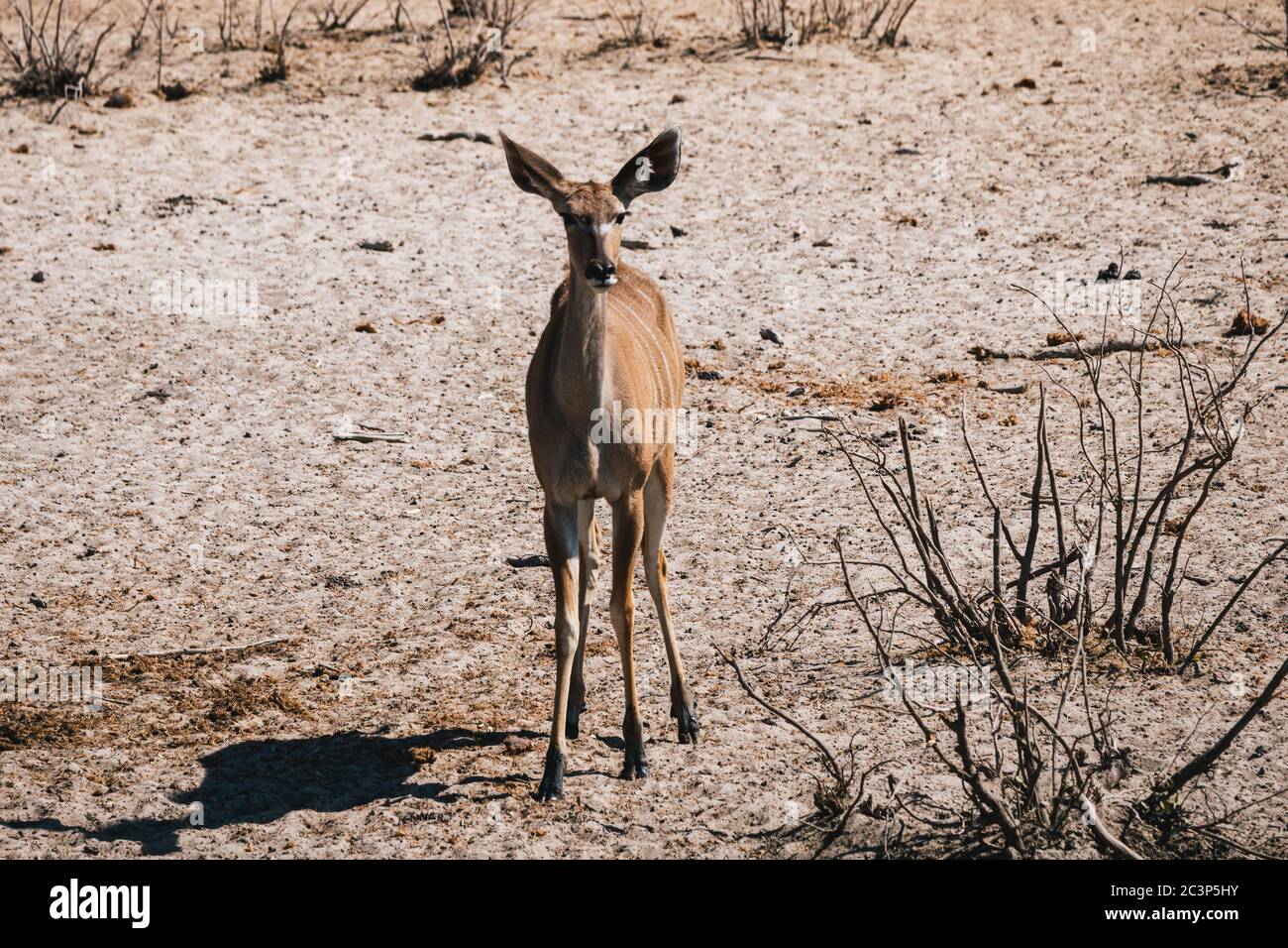 Weibliche Großkudu im Dry Etosha Pan National Park in Olifantsrus, Namibia Stockfoto