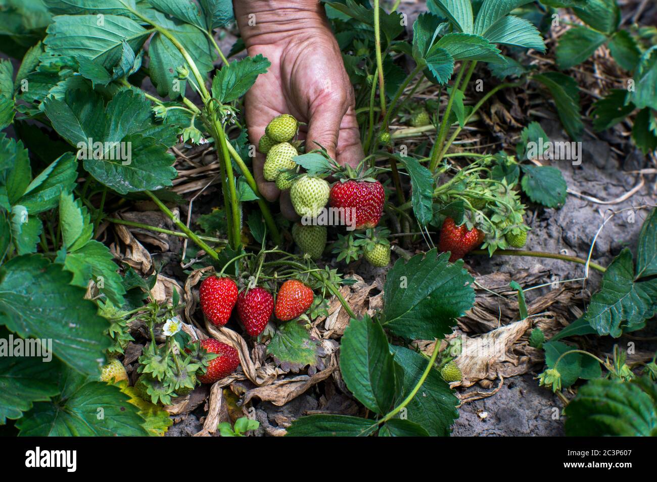 Die Bauernhand zeigt die Reifung der Erdbeerernte mit roten Beeren vor dem Hintergrund von grünen Büschen im Garten. Hintergrund. Konzept Stockfoto