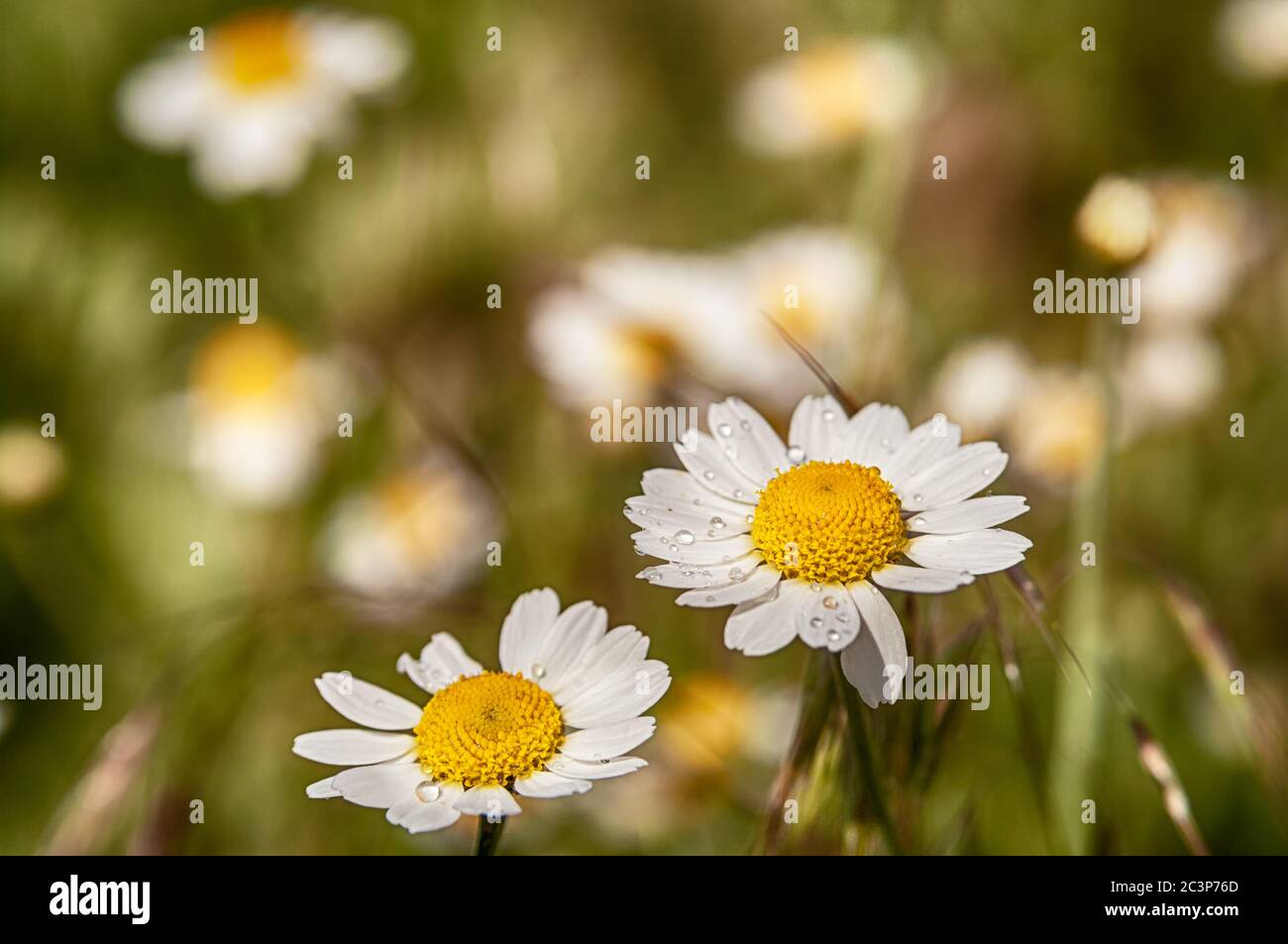 Wilde Blume. Kleine Kamille oder Gänseblümchen blüht im Frühling auf einer Wiese. Nahaufnahme. Stockfoto