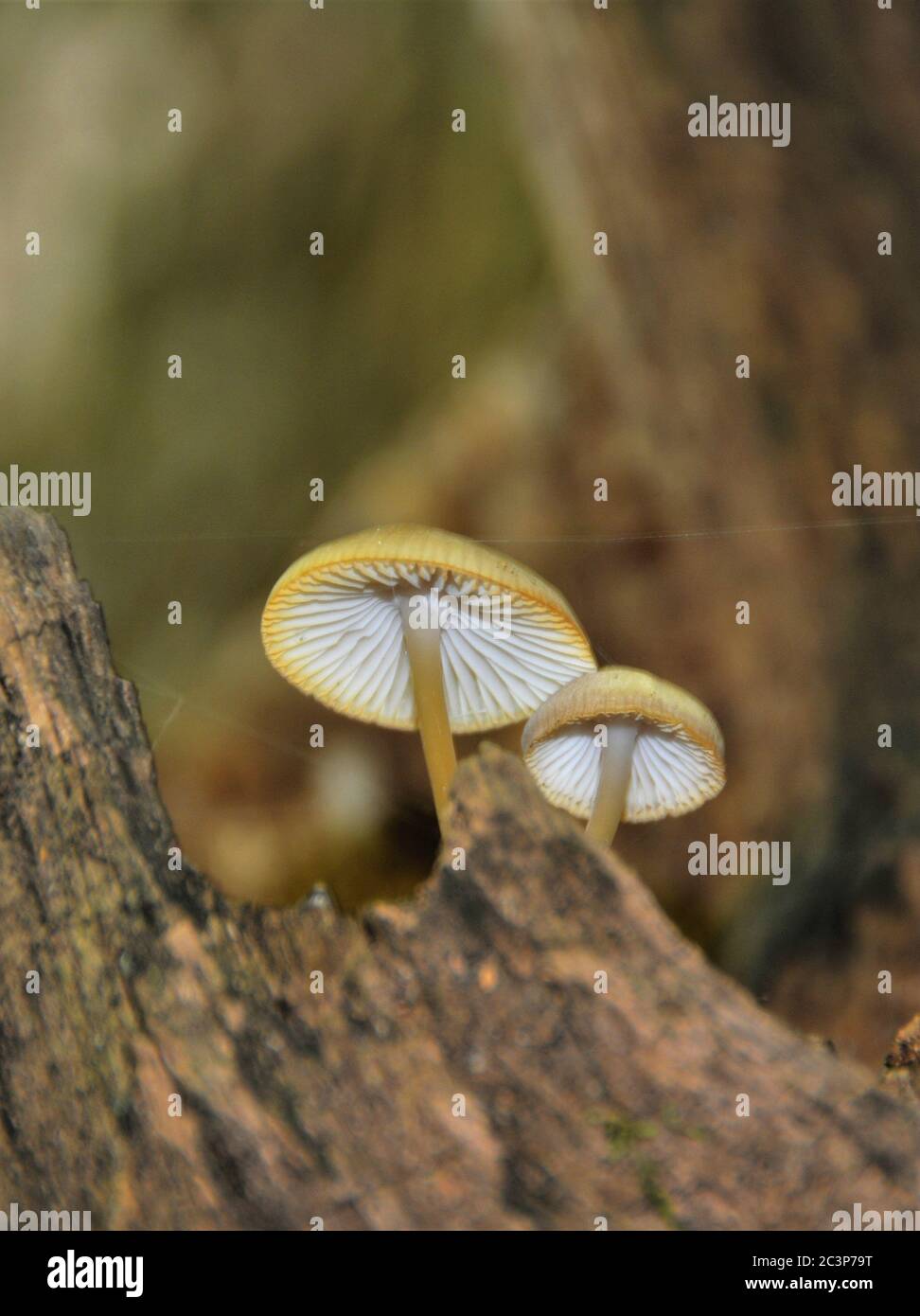 Low-Winkel Schuss von exotischen Pilzen auf dem Stamm der Ein Baum, der in einem Wald gefangen ist Stockfoto