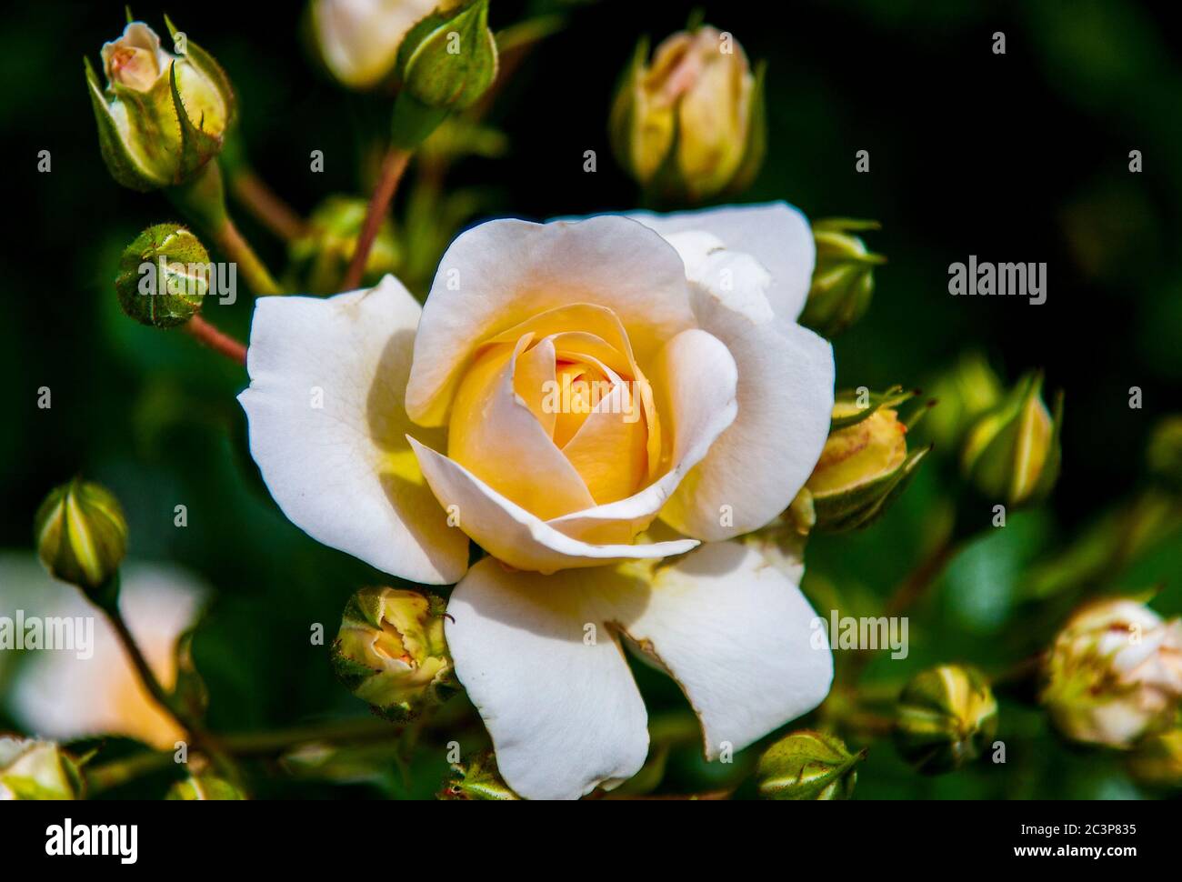 Duftende Rosen auf der Wiese des Klosterhofes Stockfoto