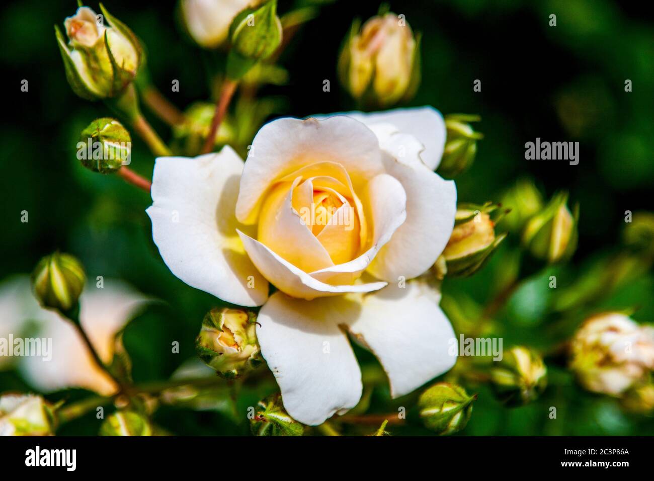 Duftende Rosen auf der Wiese des Klosterhofes Stockfoto