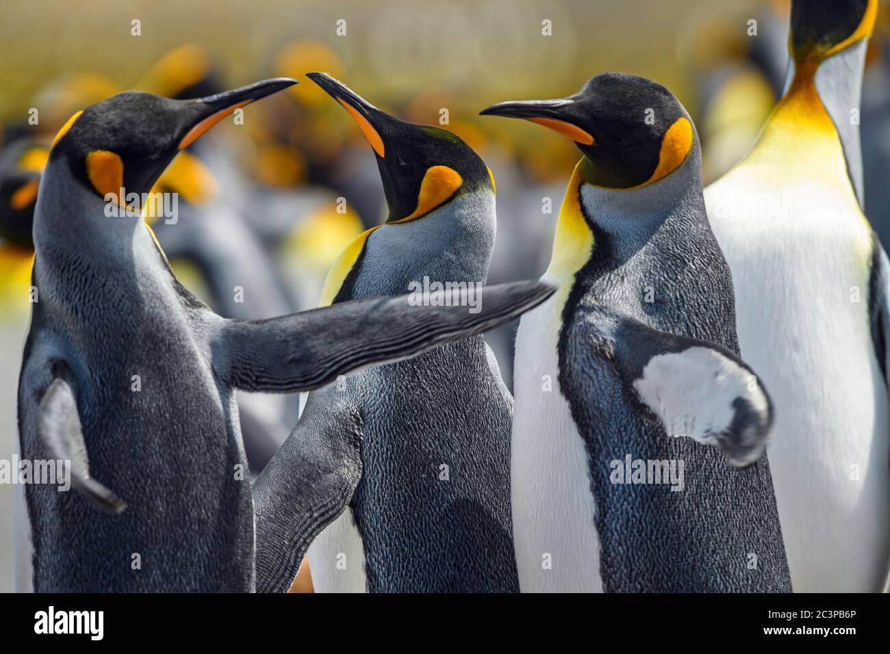 Königspinguin (Aptenodytes patagonicus), Volunteer Point, East Falkland, Falkland Islands Stockfoto