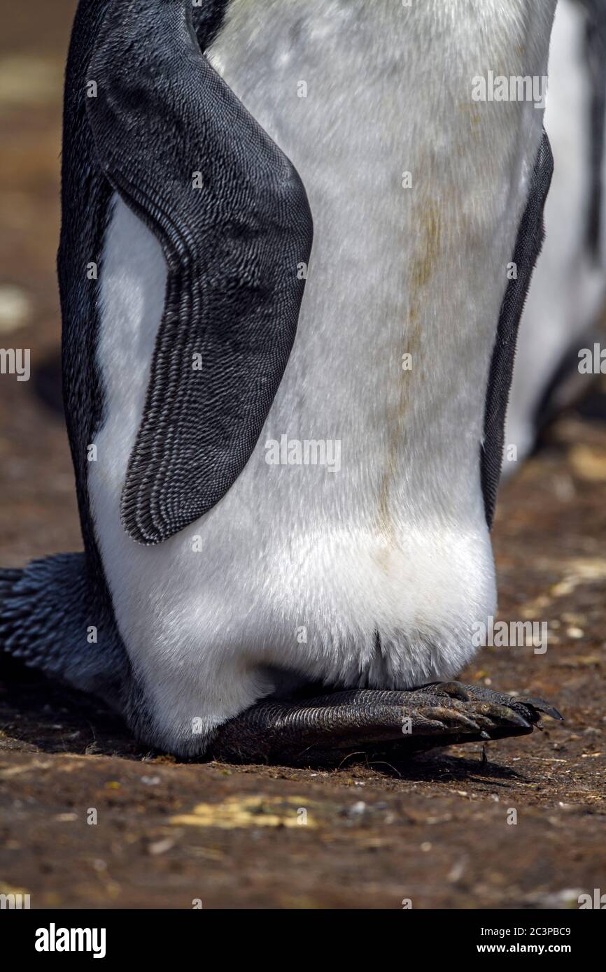 Königspinguin (Aptenodytes patagonicus), Volunteer Point, East Falkland, Falkland Islands Stockfoto