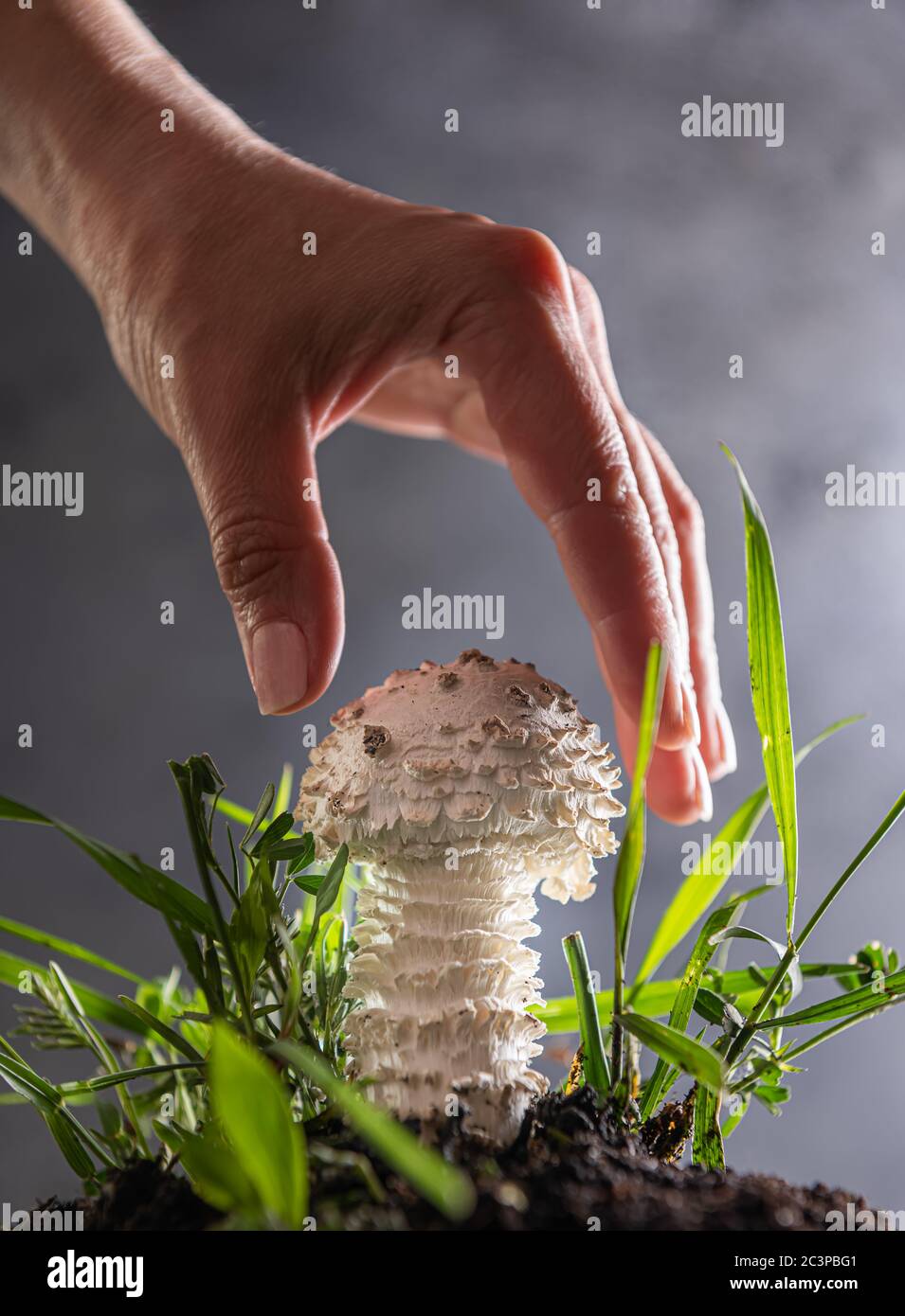 Nahaufnahme eines kleinen weißen Amanita Pilzes auf grau. Es ist eine seltene Sorte von amanita, genannt vittadinnii. In einigen Ländern als essbar angesehen. Hand o Stockfoto
