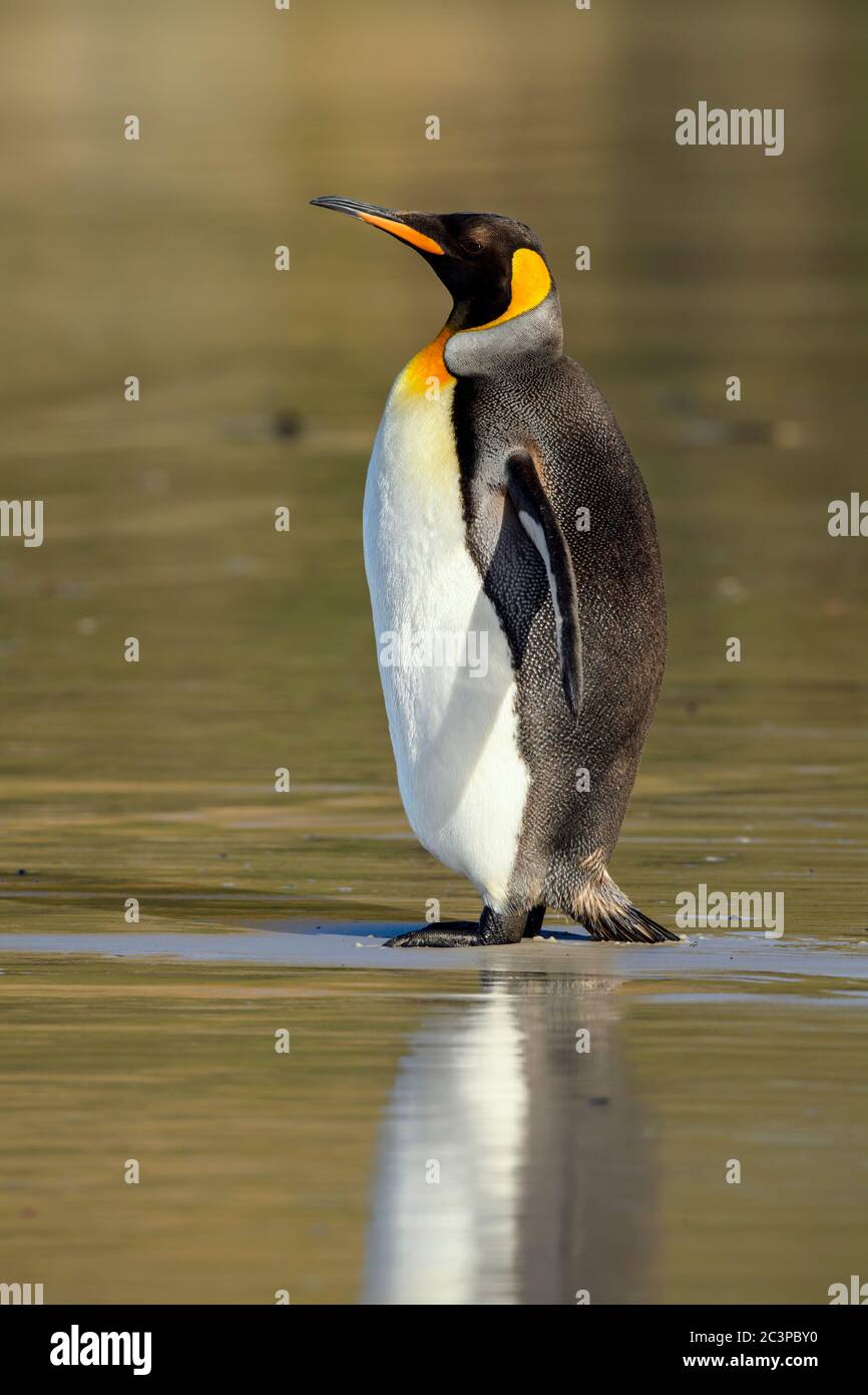 Königspinguin (Aptenodytes patagonicus), Saunders Island, West Falkland, Falkland Islands Stockfoto