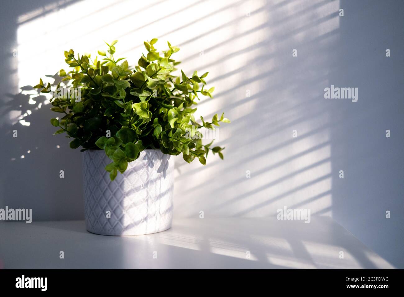Pflanze in Keramik Topf mit Licht und Schatten, Minimalismus Konzept . Begrünung Haus mit Zimmerpflanzen. Copyspace. Umweltfreundlicher Lebensstil. Stockfoto