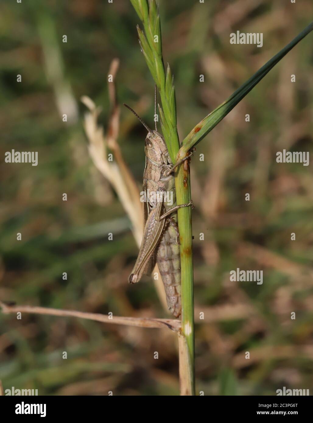 Grasshopper, connom Field Grasshopper, Großbritannien, Bedfordshire Stockfoto