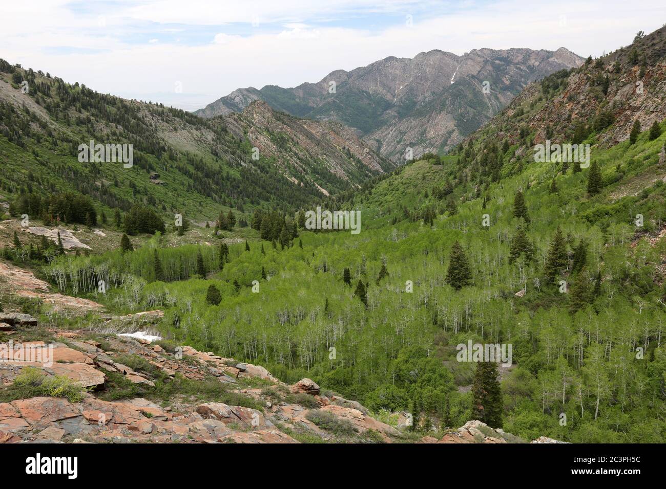 Frisches Laub in Espen, Big Cottonwood Canyon, Utah Stockfoto