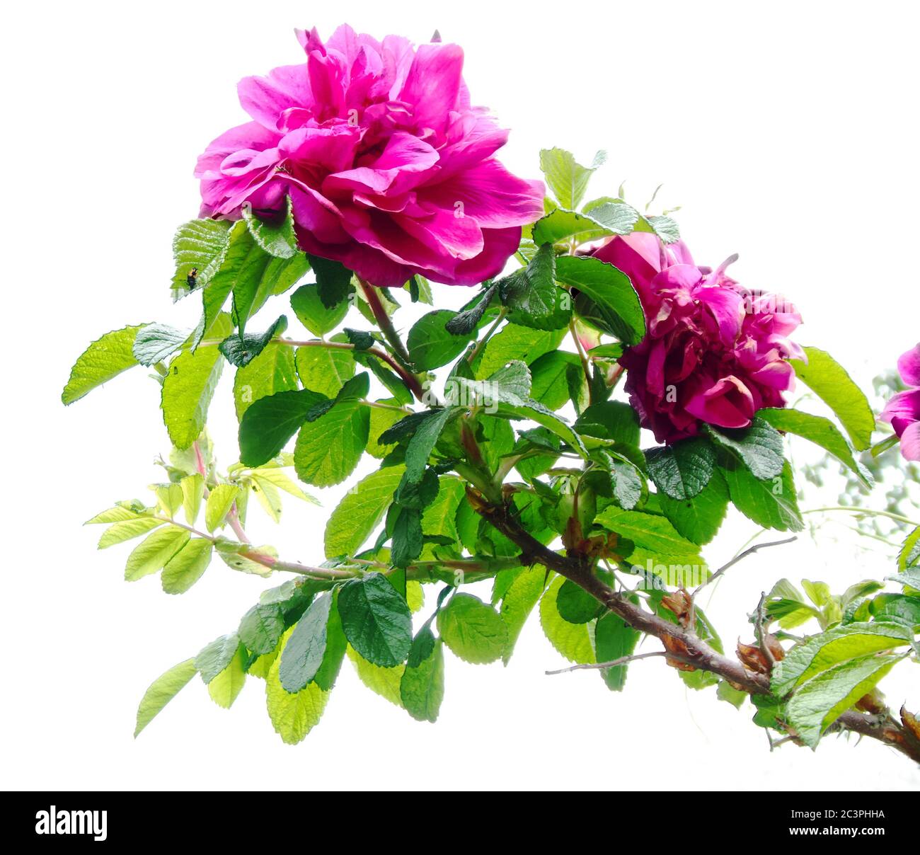 Rose mit Cerisblüten. Starkes Licht scheint durch die Blätter bringen viele Schattierungen von Grün und enthüllt schöne Texturen. Stockfoto