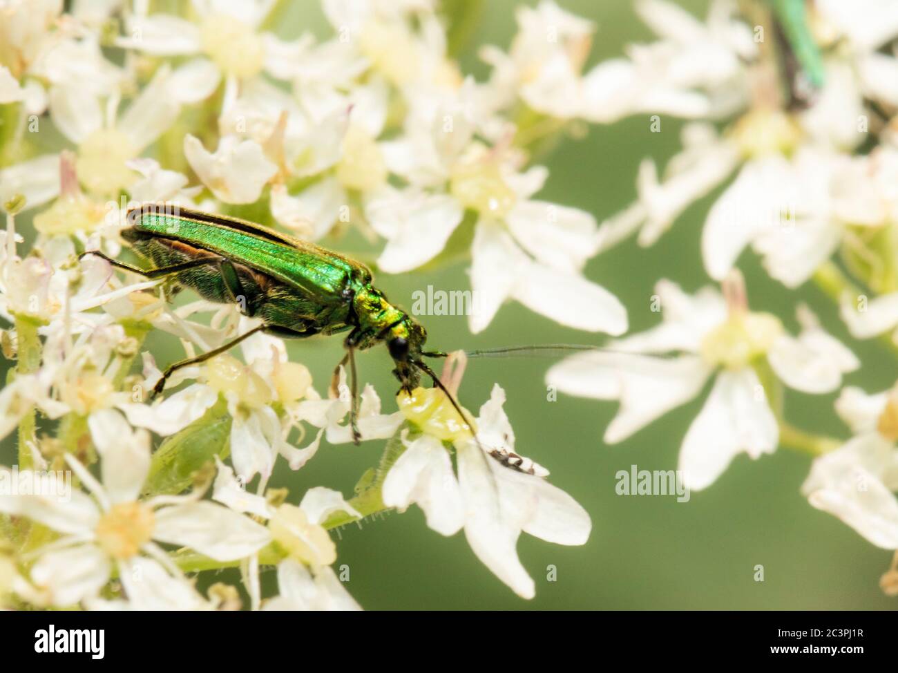 Familie Oedemeridae, dickbeinige Blütenkäfer, grün, metallisch, auf einer Blume thront Stockfoto