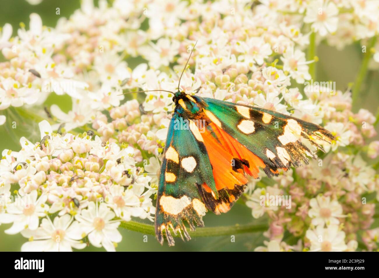Scarlet Tiger Moth, callimorpha Dominula, auf einer Blume in der britischen Landschaft thront, suchen eher schlechter für Verschleiß Stockfoto