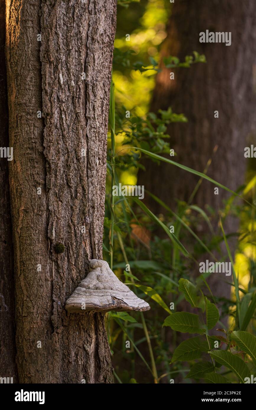 Großer weißer Pilz, der an der Rinde eines Baumstamms im Wald befestigt ist Stockfoto