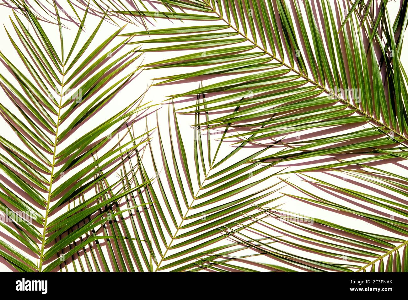 Palme hinterlässt einen rosafarbenen Hintergrund Stockfoto