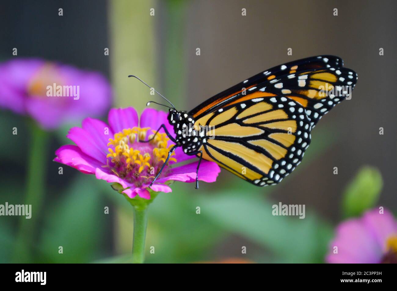 Monarch Schmetterling auf einem rosa Zinnia thront Stockfoto