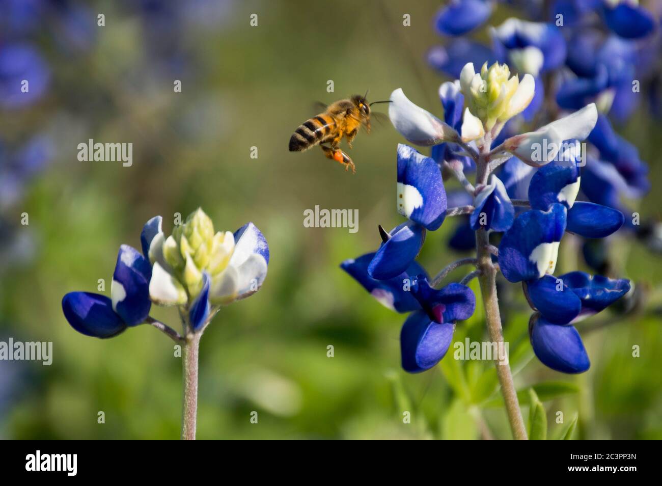 Biene auf einer bluebonnet Stockfoto