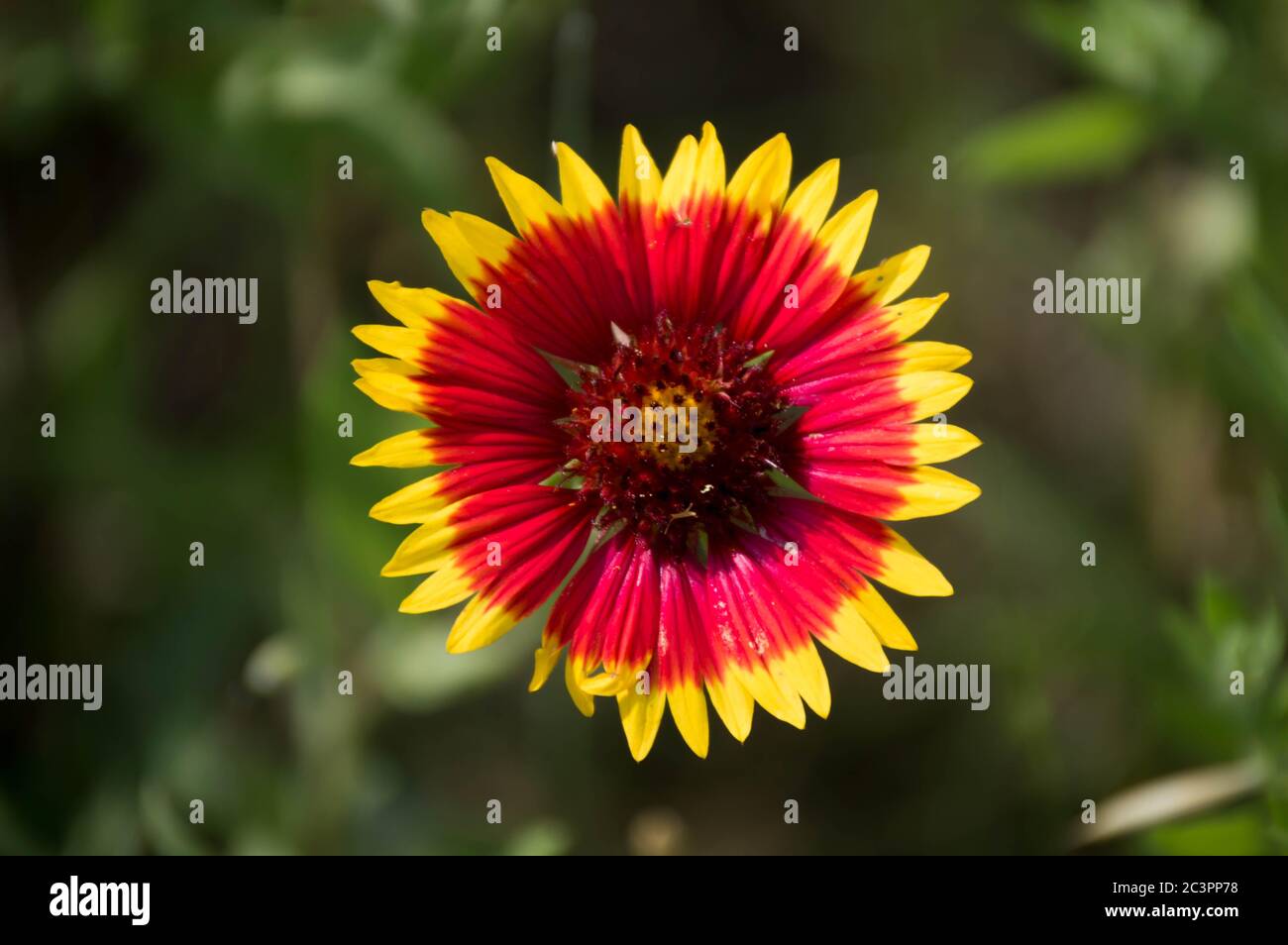 Nahaufnahme einer Feuerradblume, auch bekannt als indische Bettblume (gaillardia pulchella) Stockfoto