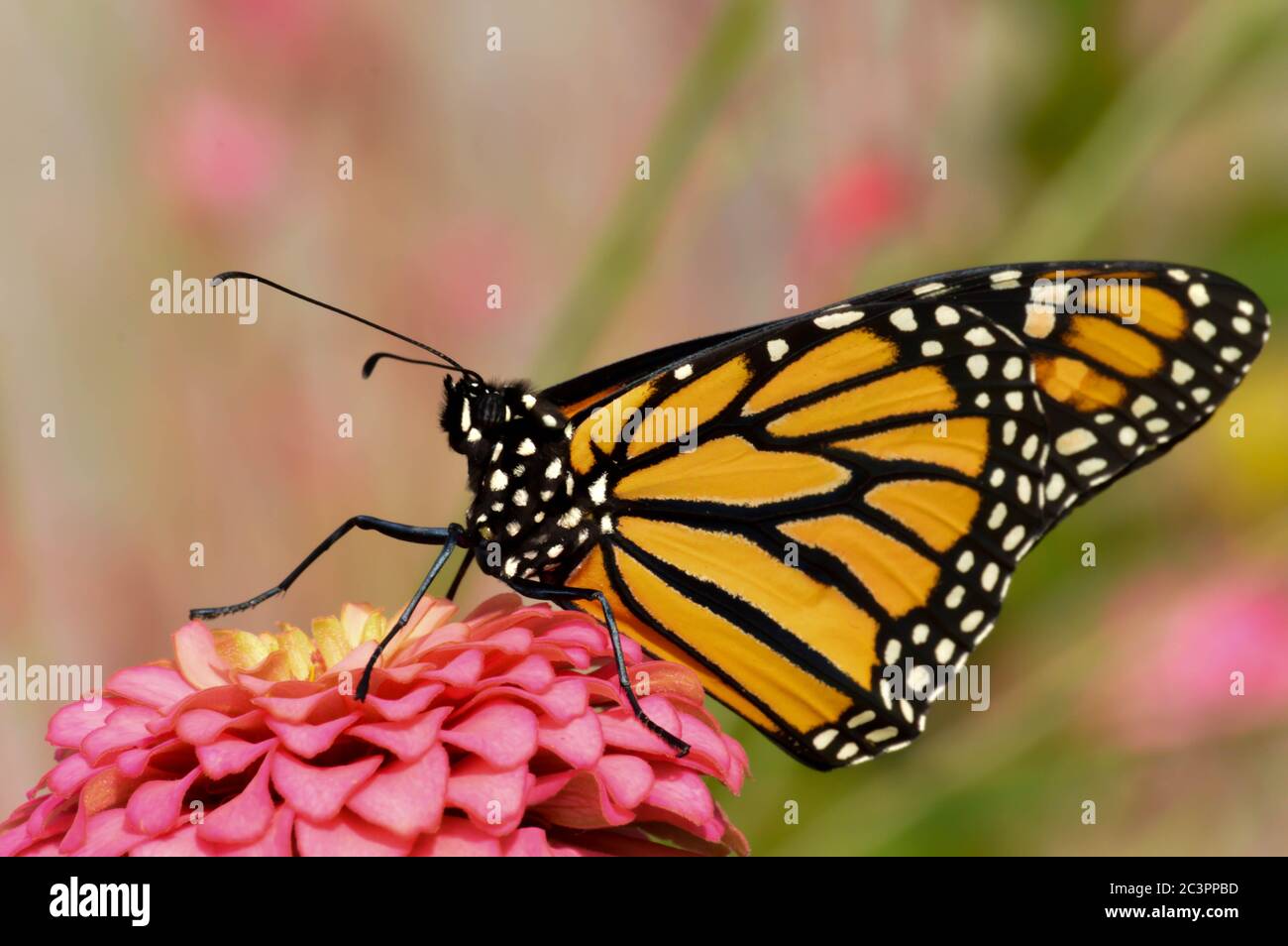Monarch Schmetterling auf einem rosa Zinnia thront Stockfoto