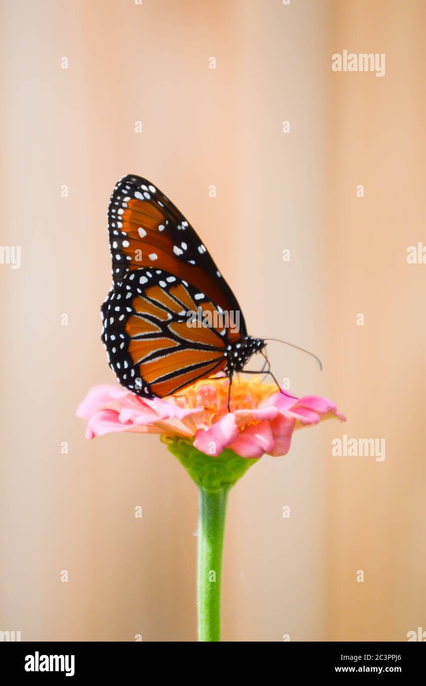 Königin Schmetterling auf einem rosa Zinnien Stockfoto