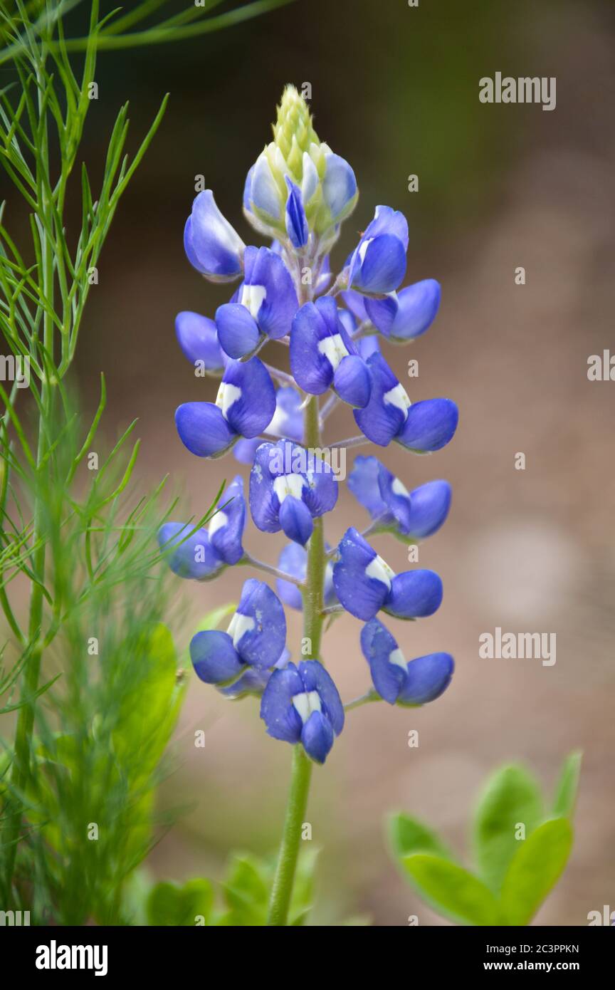 Nahaufnahme von texas bluebonnets Stockfoto