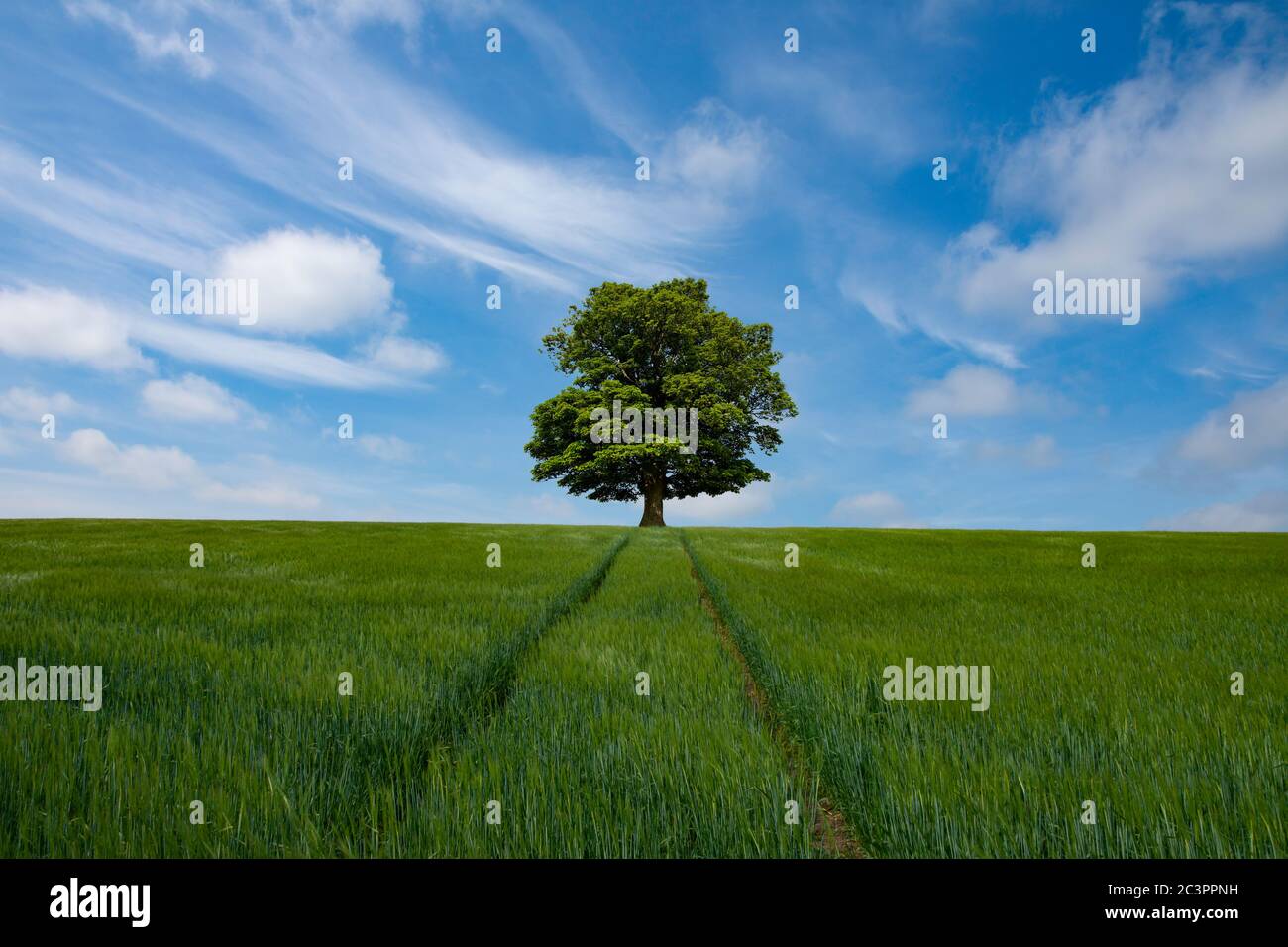 Eineinziger Baum mit führender Linie und wunderschöner Wolkenlandschaft Stockfoto