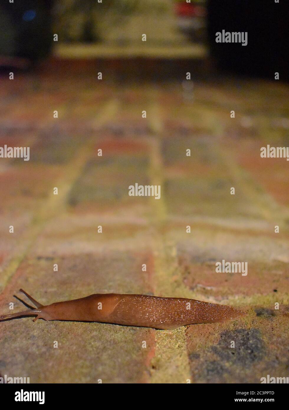 Slug hat zwei Paar einziehbare Tentakeln mit lichtempfindlichen Augenflecken und Gefühl der Berührung und Geruch klassifiziert Schädling, wie es Pflanzen und Kulturen beschädigt Stockfoto