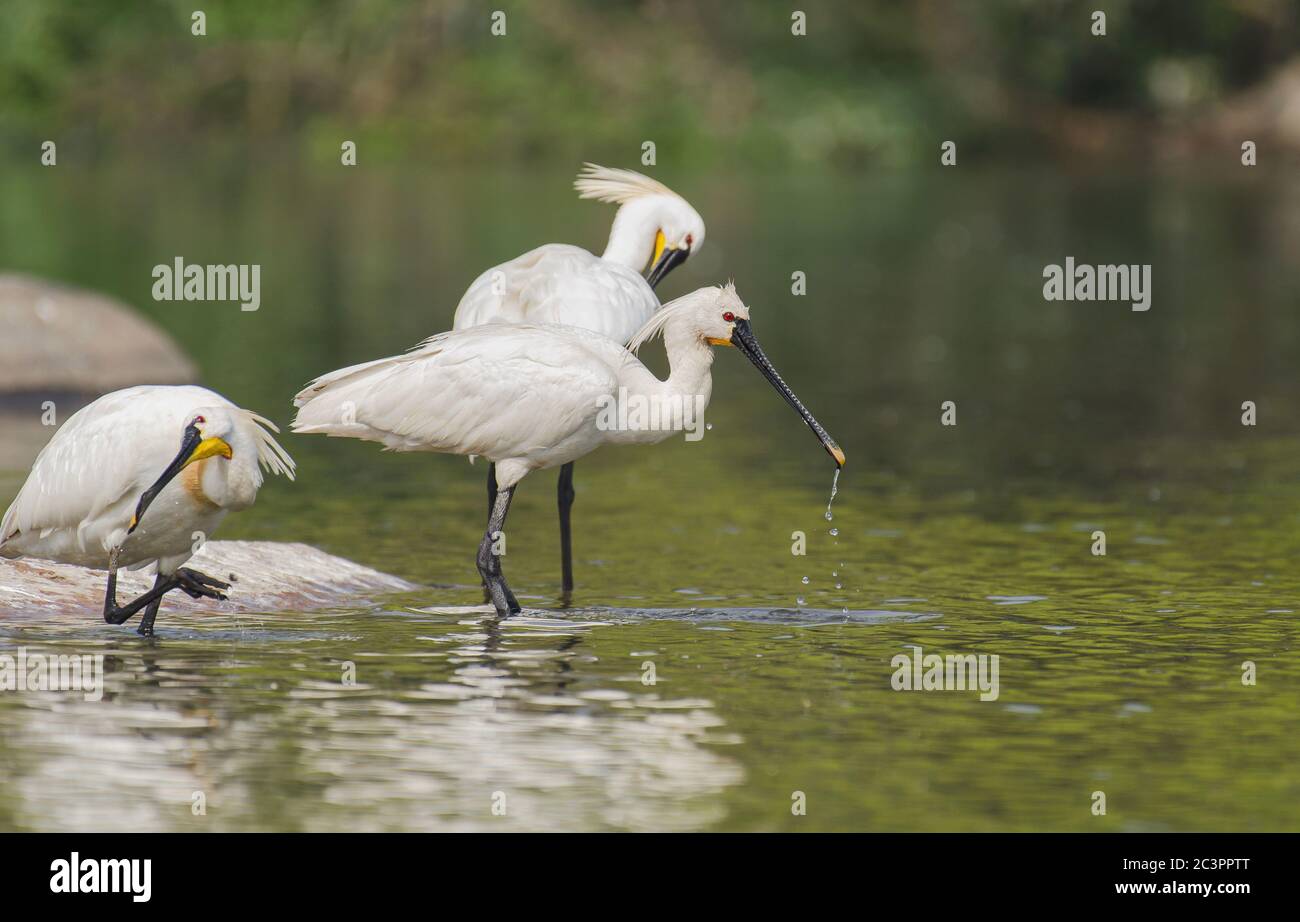 Horizontale Aufnahme von drei weißen Vögeln mit schwarzen Beinen stehen Im See Stockfoto
