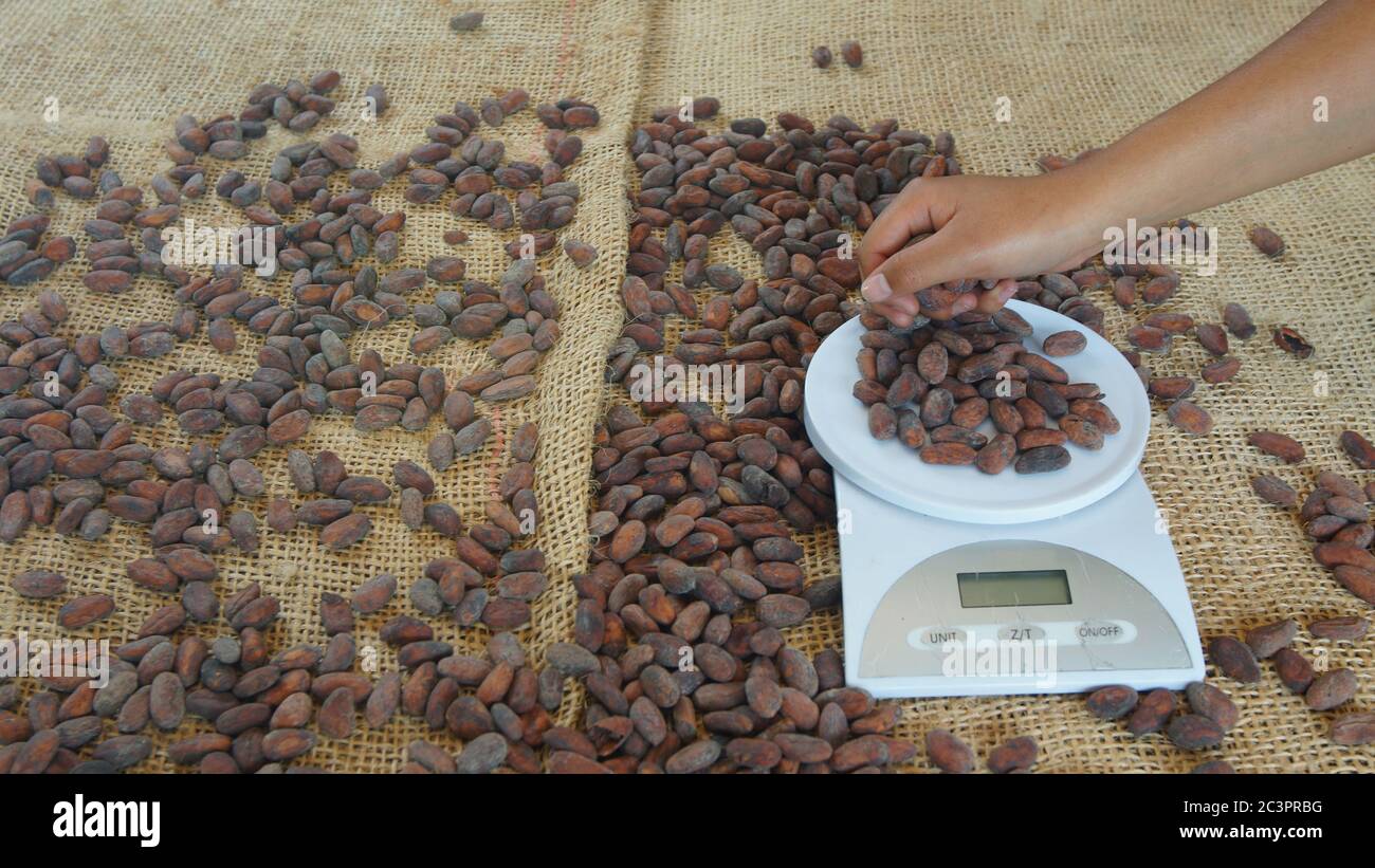 Frau Hand Platzierung getrocknete Kakaobohnen auf einer digitalen Skala auf einem Tisch mit Jute bedeckt Stockfoto