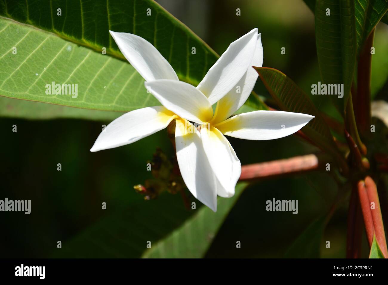 Eierblüten mit langen Blütenblättern an sonnigen Tagen Stockfoto