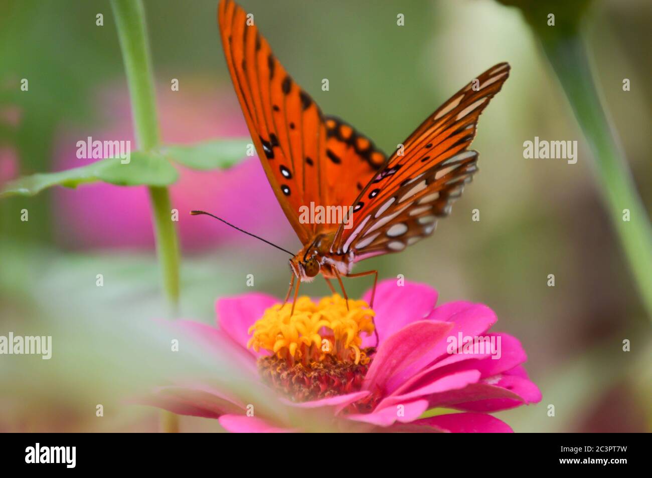 gulf Fritillary Schmetterling auf einem rosa Zinnia Stockfoto