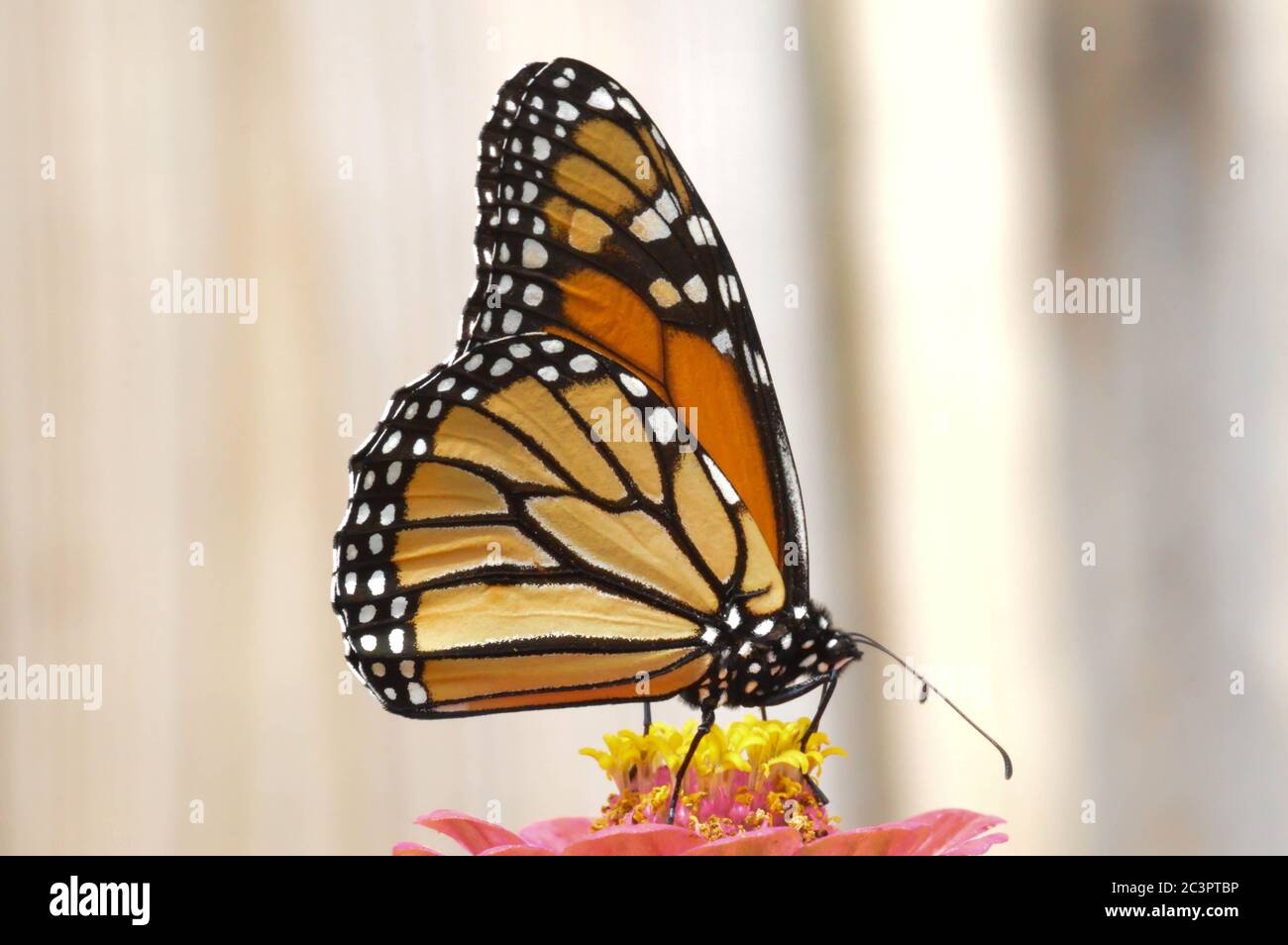 Monarch Schmetterling auf einer Blume thront Stockfoto