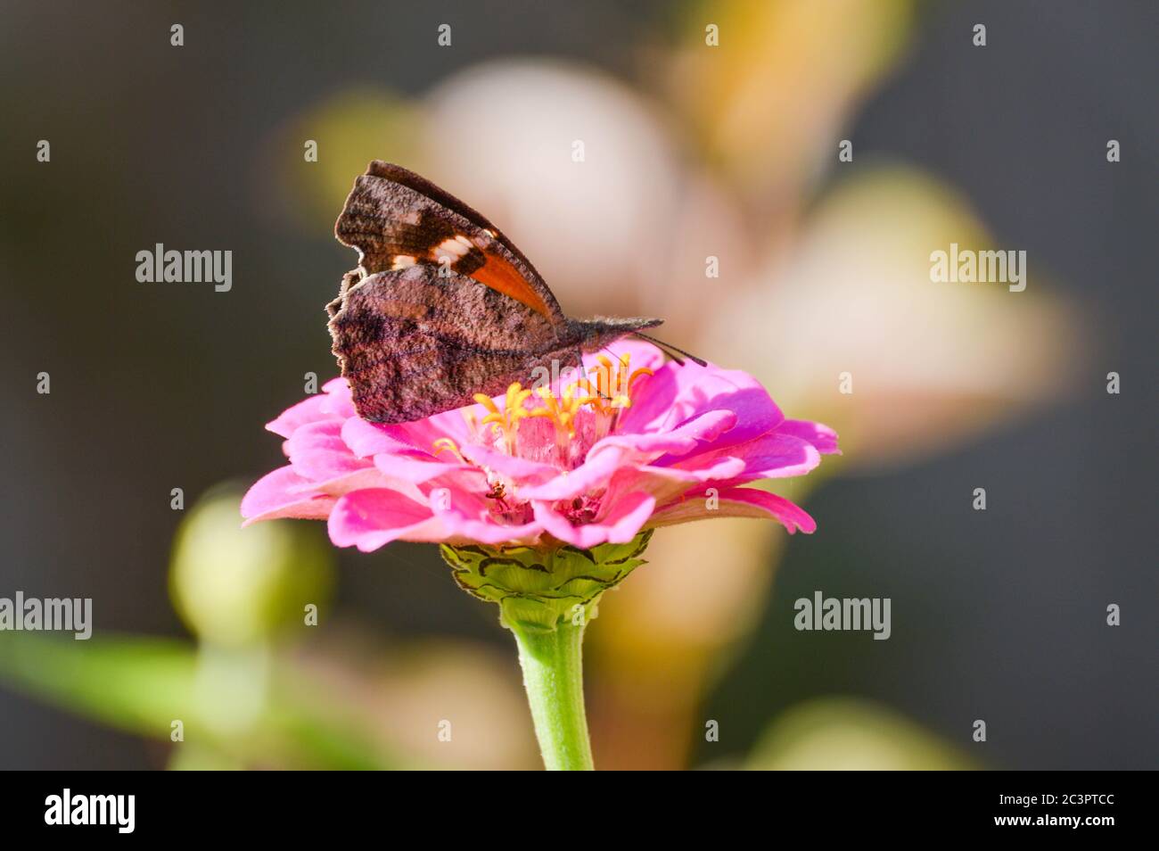 Schnauznasenschmetterling (libytheana carinenta) Stockfoto