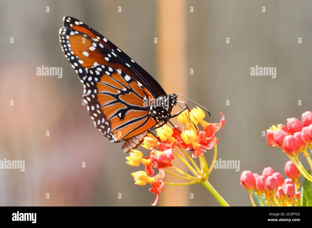 Königin Schmetterling nectaring auf tropischen Milchkrautblüten Stockfoto