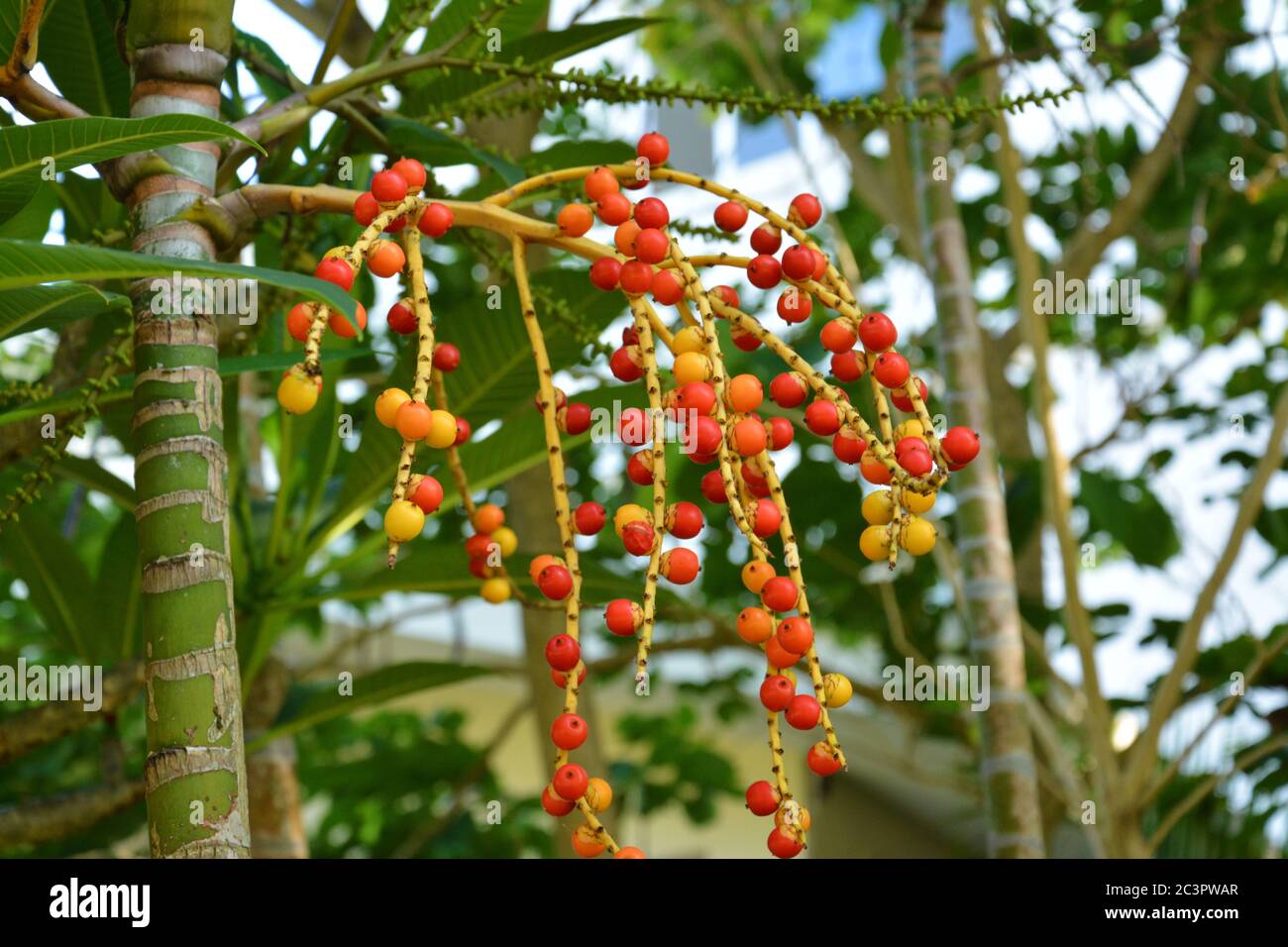 Kleine rote und gelbe Früchte auf dem Baum im Sommer Stockfoto