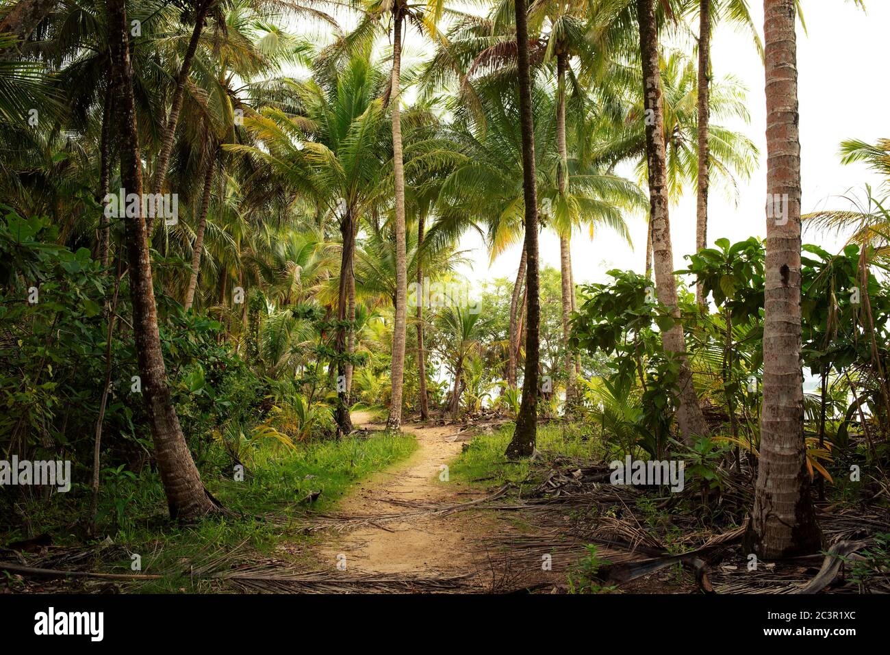 Üppige Palmen und Wanderweg entlang der Küste, die zum Strand von Starfish, Isla Colon, Provinz Bocas del Toro, Panama führt Stockfoto