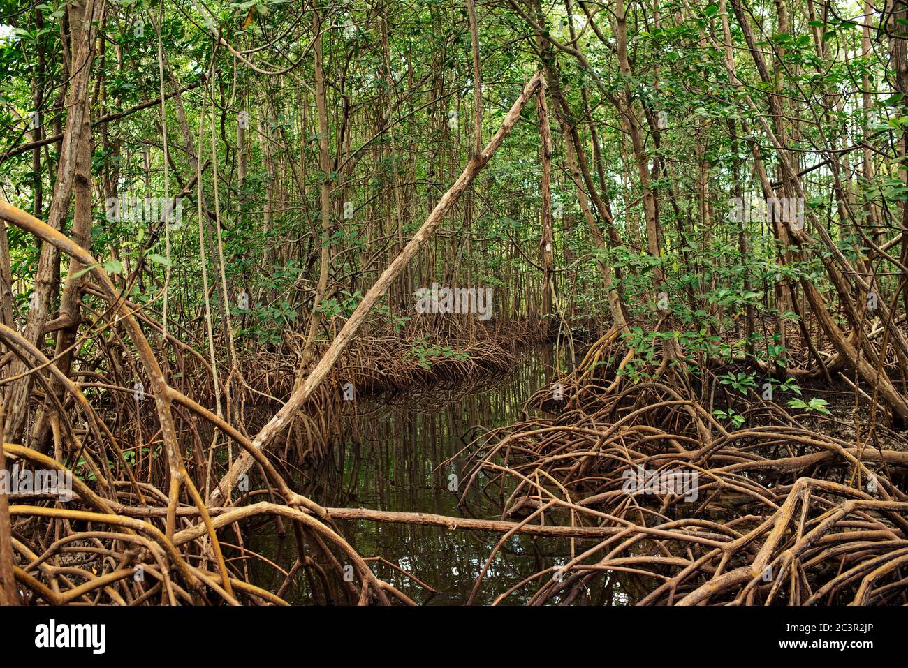 Mangrovenwald auf dem Weg zum Strand von Starfish, Isla Colon, Provinz Bocas del Toro, Panama Stockfoto