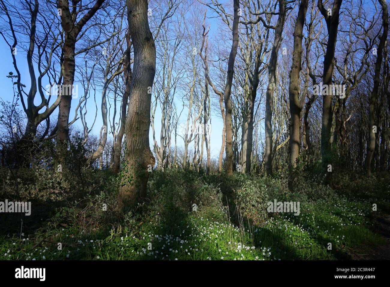 Holzanemonen und Baumstämme in einem alten Wald gegen einen blauen Himmel, Morgen Rückenlicht mit dunklen Schatten, schöne Naturlandschaft, ausgewählter Fokus, n Stockfoto