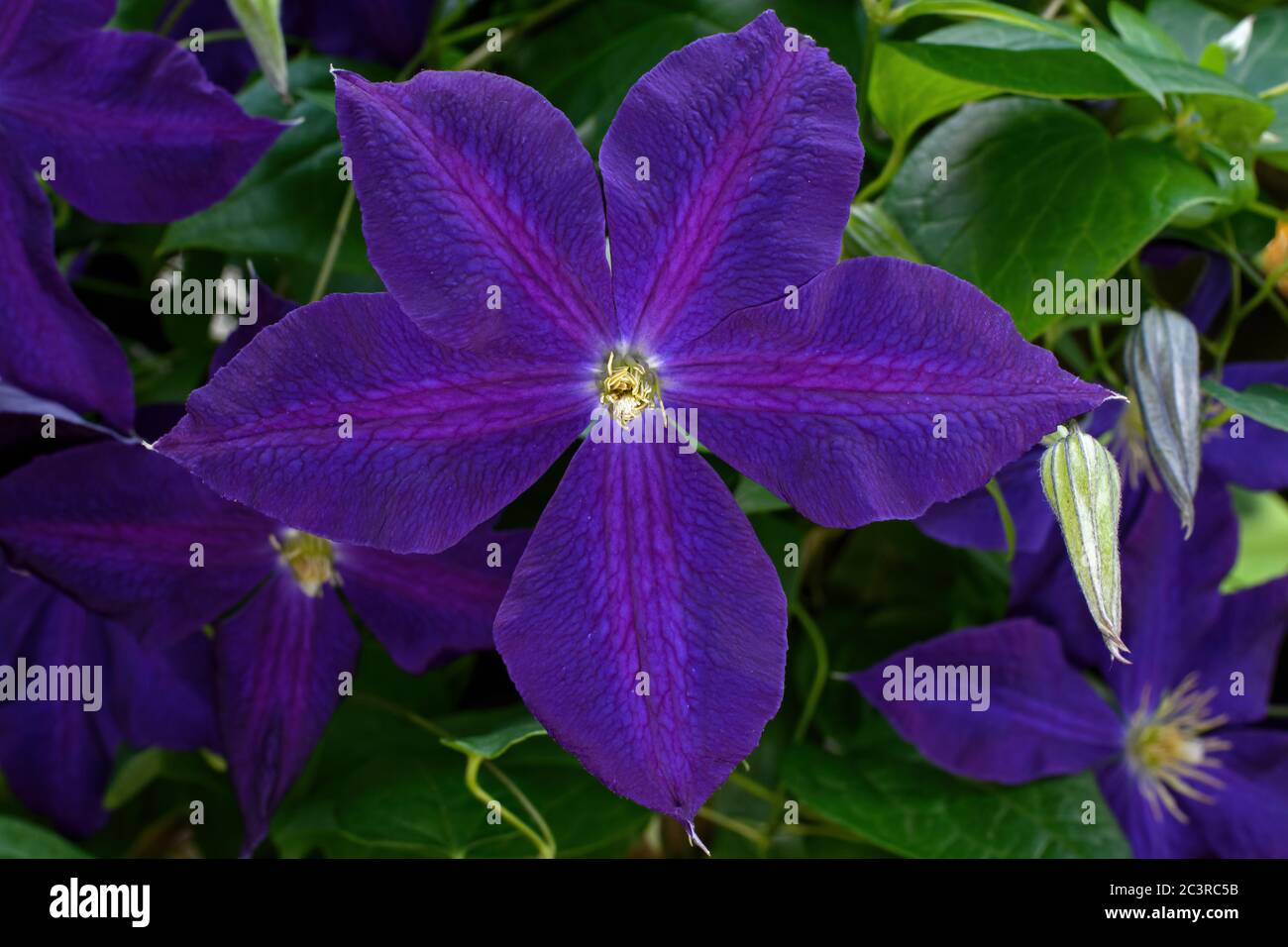 Clematis auf Home Garten Spalier. Es ist eine mehrjährige Kletterpflanze mit großen violett-violetten Blüten. Stockfoto