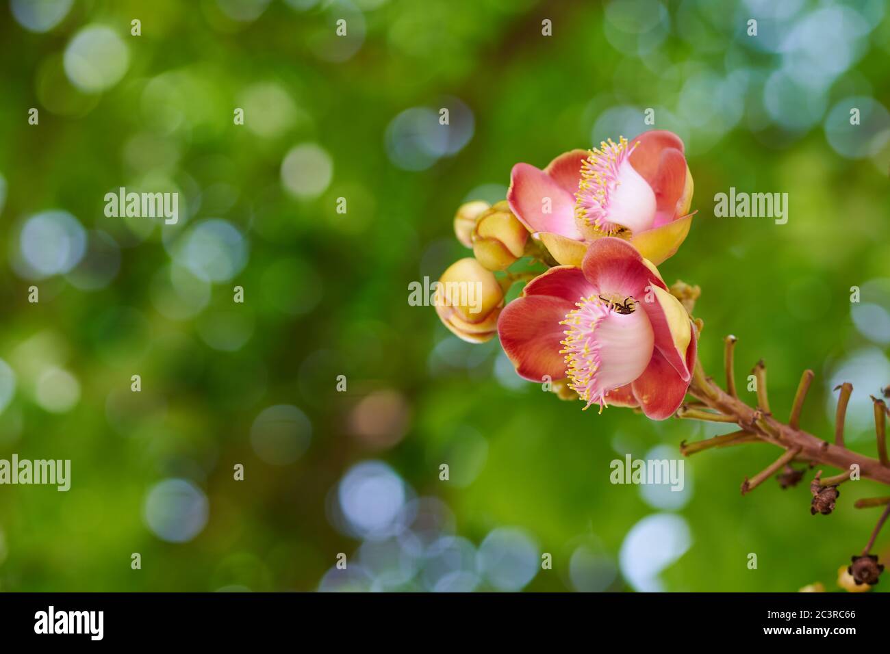 Die Blüten des Sal-Baumes blühen Stockfoto