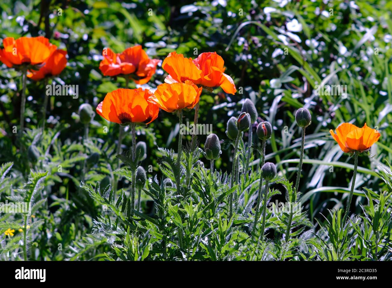 Blütenknospe aus leuchtend orangenen orientalischen Mohnblumen (Papaver orientale 'Prince of Orange') und Blütenknospen in einem Glebe-Garten, Ottawa, Ontario, Kanada. Stockfoto