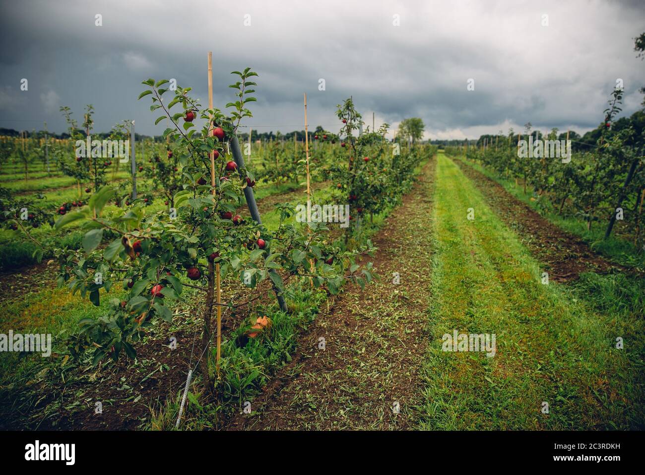 Blick auf einen Apfelgarten mit reifen Früchten unter einem wolkiger Himmel Stockfoto