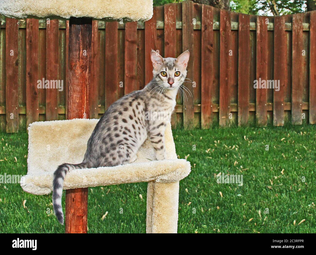 F4 Grau gepunktete Serval Savannah Domestic Kitten Stockfoto