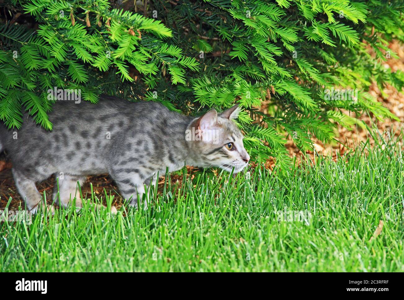 F4 Grau gepunktete Serval Savannah Domestic Kitten Stockfoto